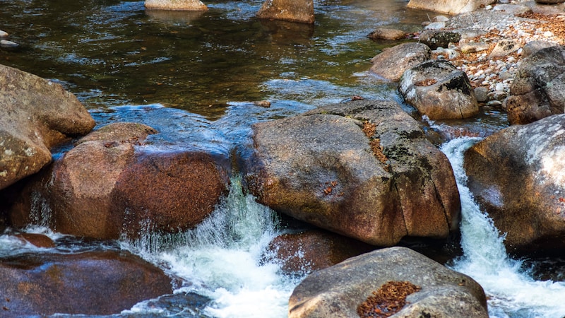 Silva Cells: When Your Stormwater Solution Grows a 50-Foot Tree 