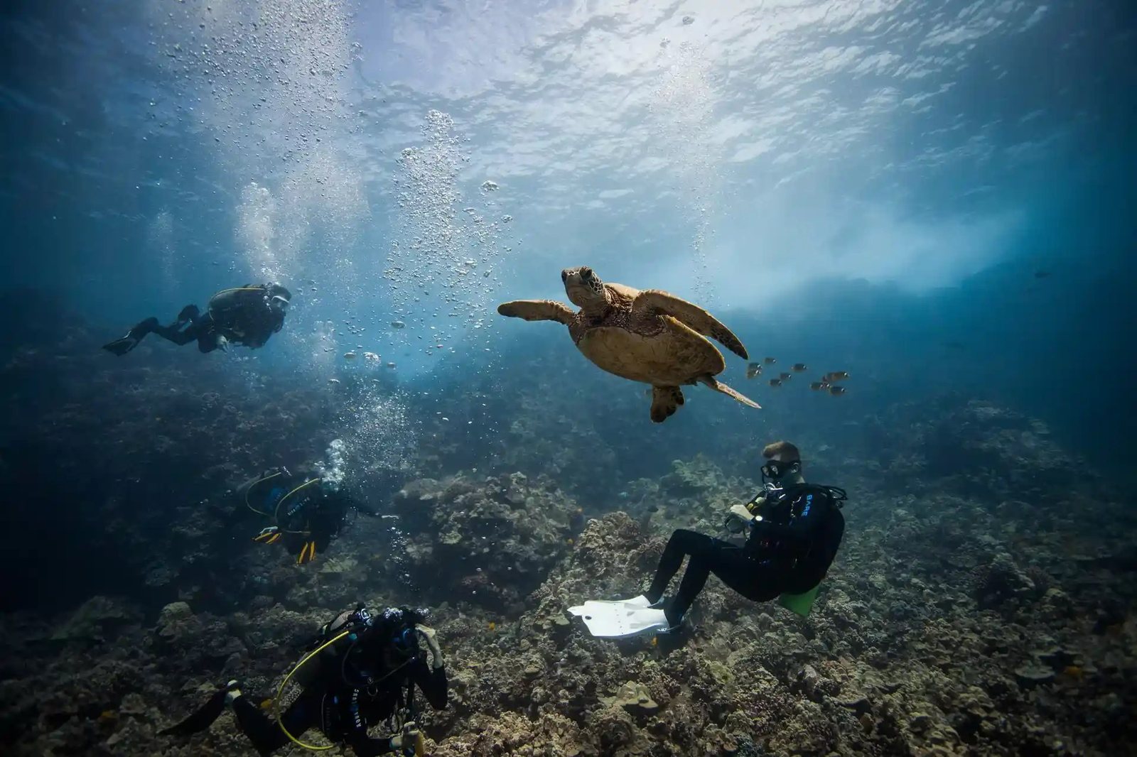 Dive Maui